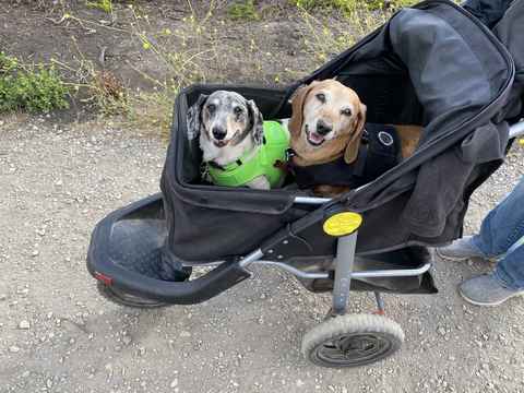 Toby & Bubba