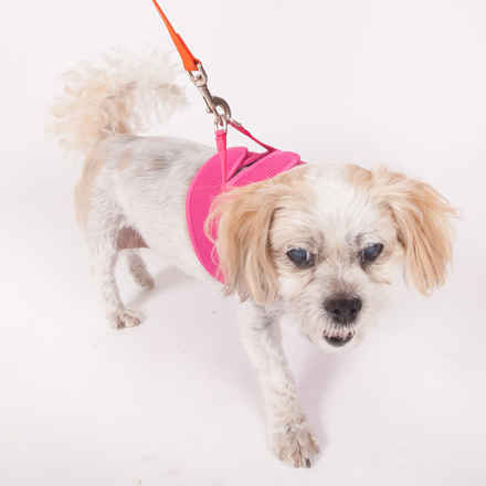 Gidget
