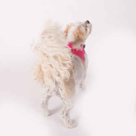 Gidget