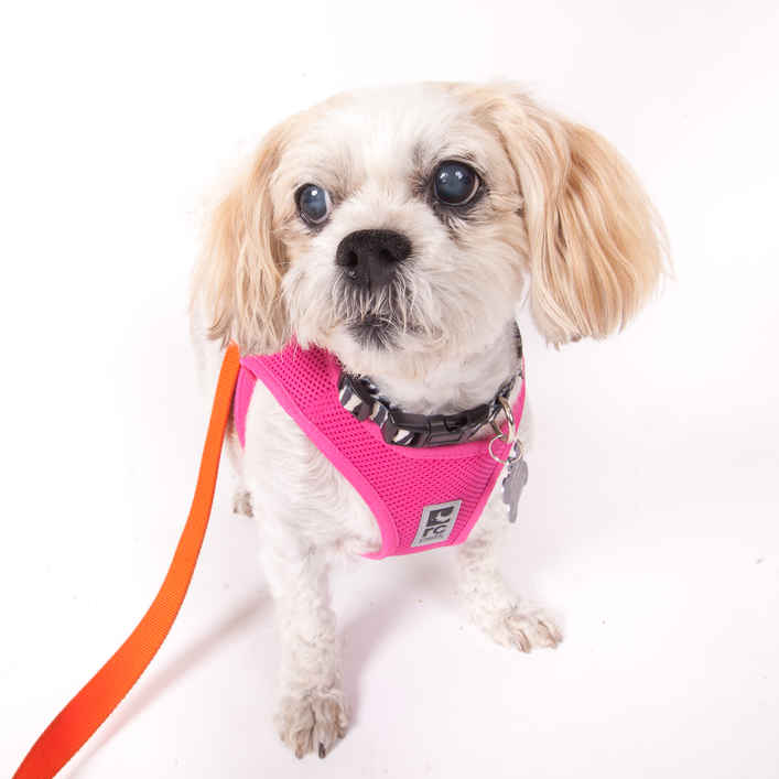 Gidget