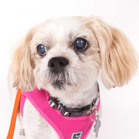 Gidget