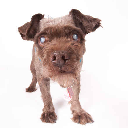 Bernard