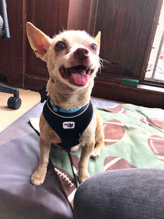 Chester
