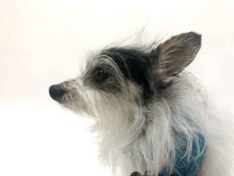 Thaddeus
