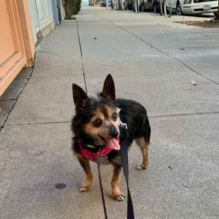 Elsie