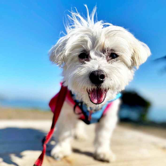 Miss Momo