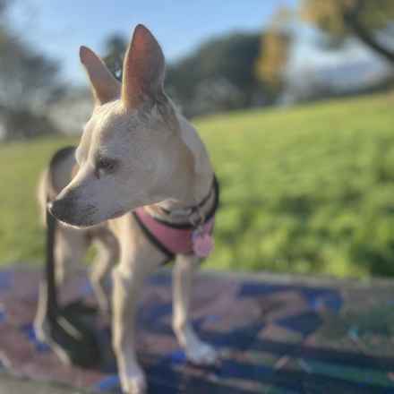Clarabelle