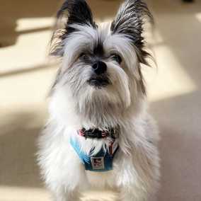 Butters