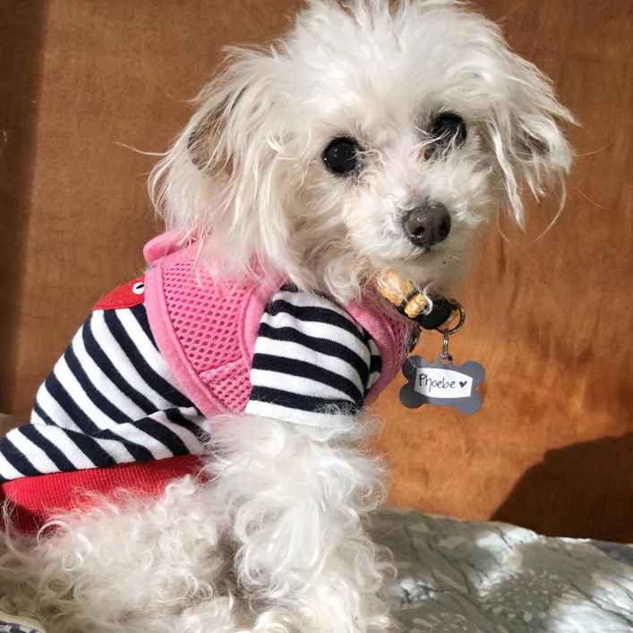 Phoebe