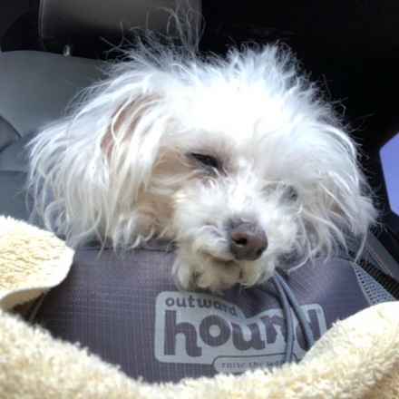 Phoebe