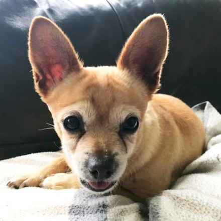 Rufus