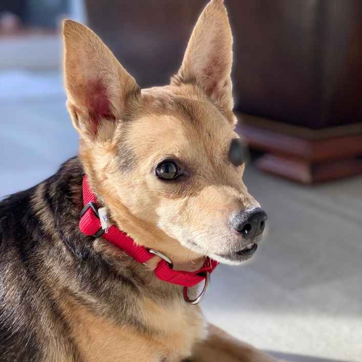 Carmela