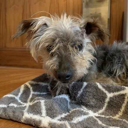 Silvio