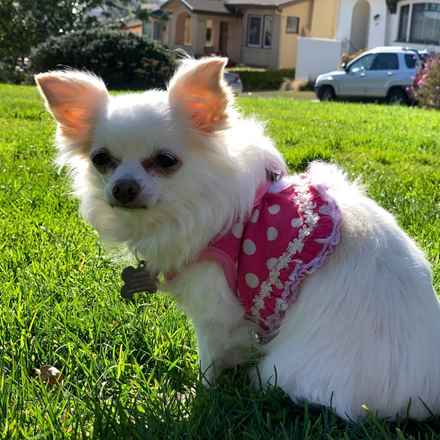 Rosie Cotton Flower