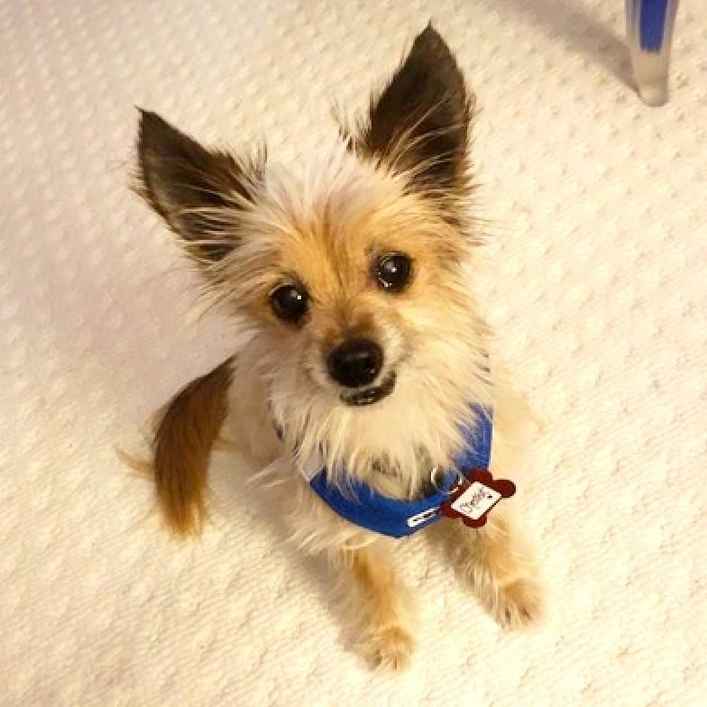 Chestnut