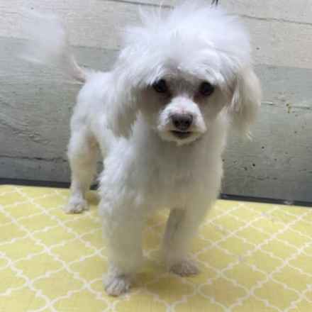Snowball