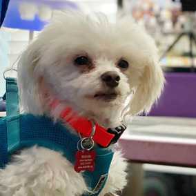 Snowball