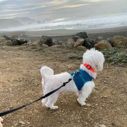 Snowball