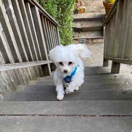 Snowball