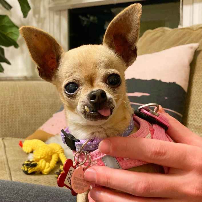 Frilly Gigglepot