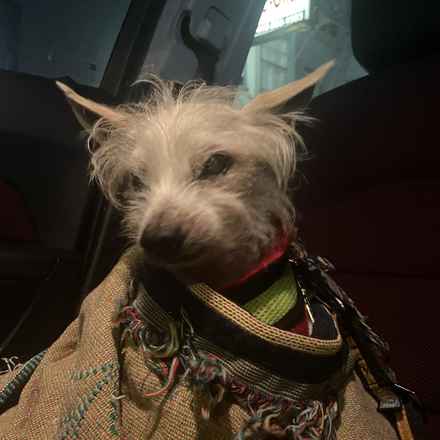 Sir Kensington