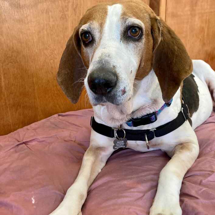 Dixie