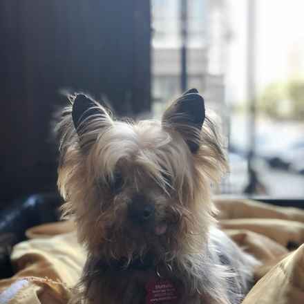 Huey