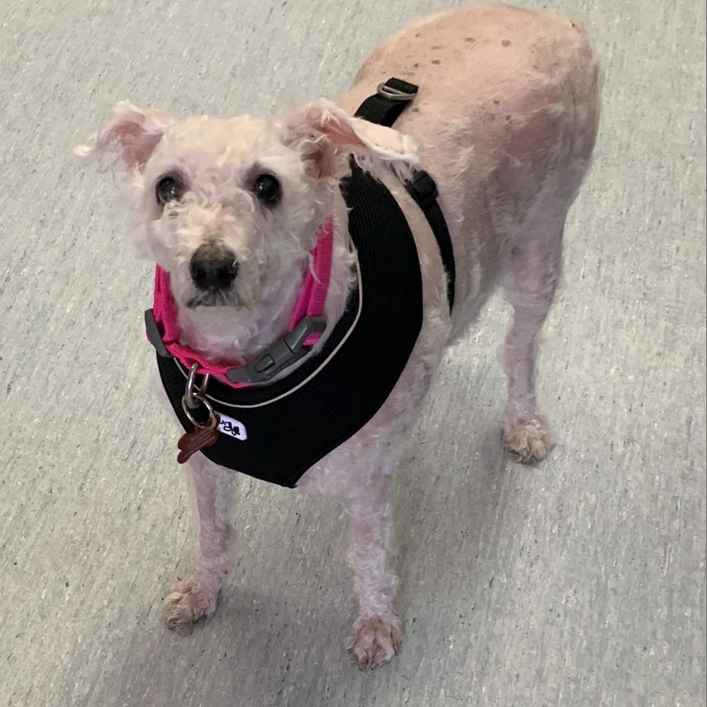 Georgina