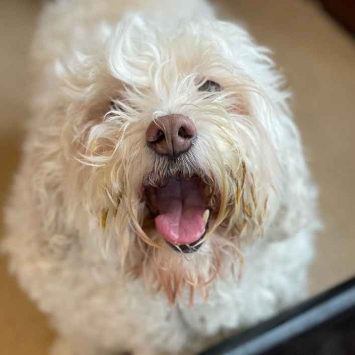 Sophie Girl