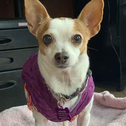Chely
