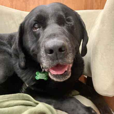 Shadow