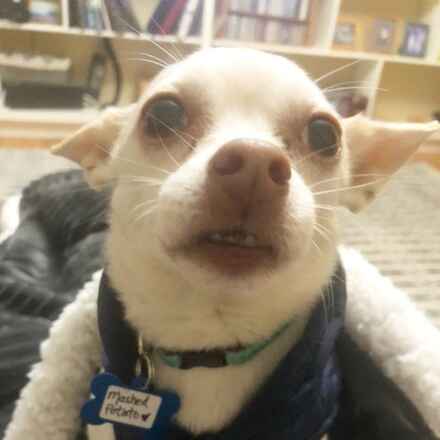 Mashed Potato
