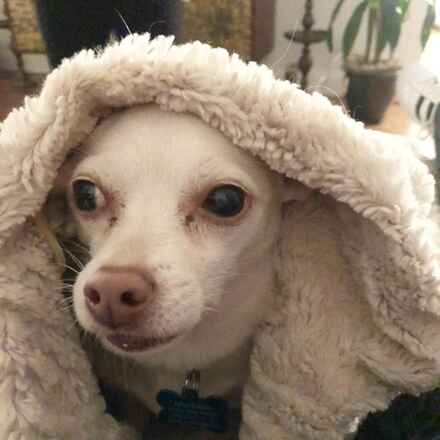 Mashed Potato