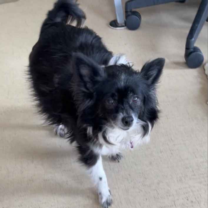 Zuni (Trudy)