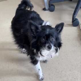 Zuni (Trudy)