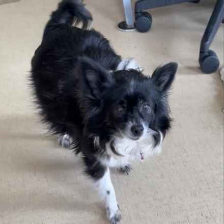 Zuni (Trudy)
