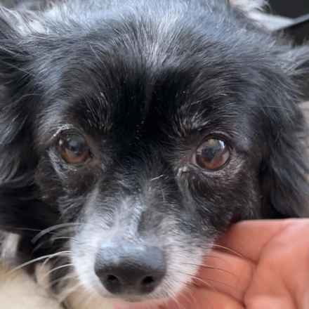 Zuni (Trudy)