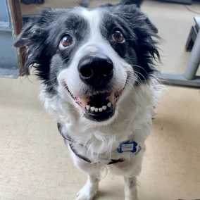 Tika