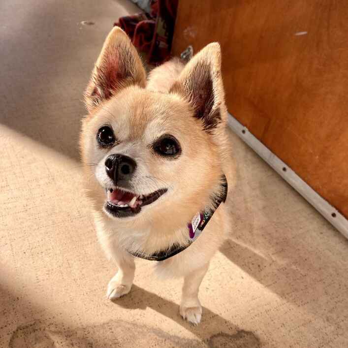 Beanie Baby
