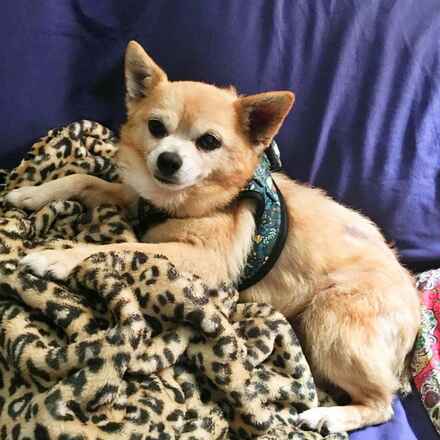 Beanie Baby