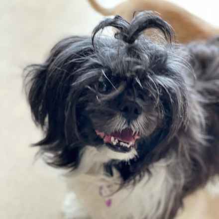 Jitterbug