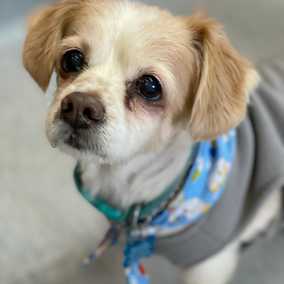 Skipper