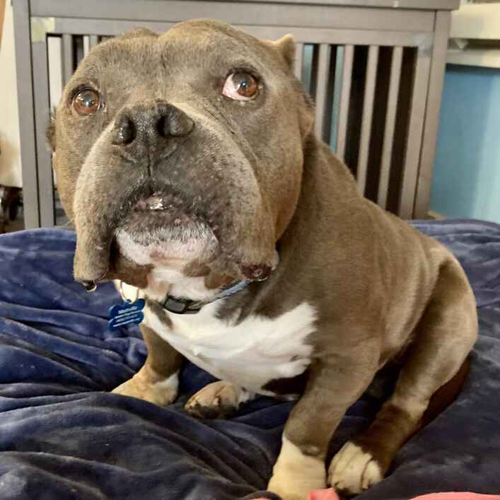 Pittopotamus