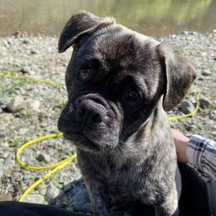 Wilbur