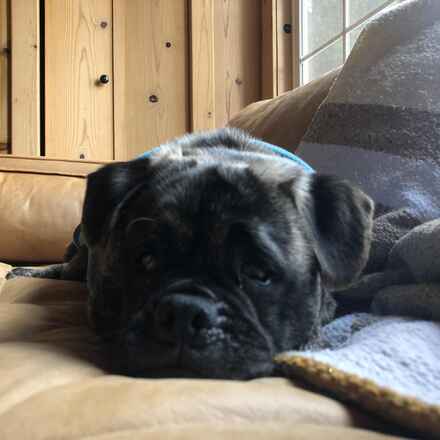 Wilbur