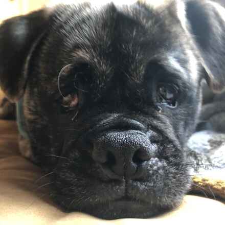 Wilbur