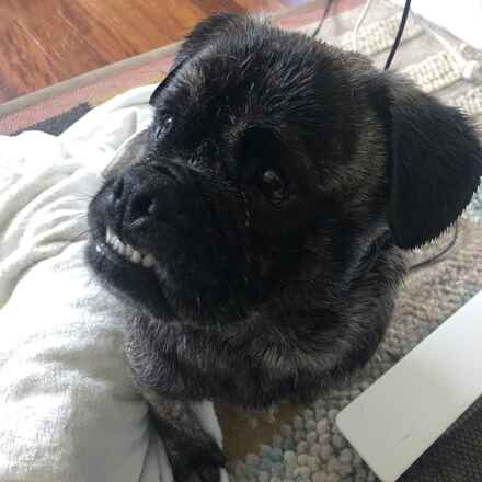 Wilbur