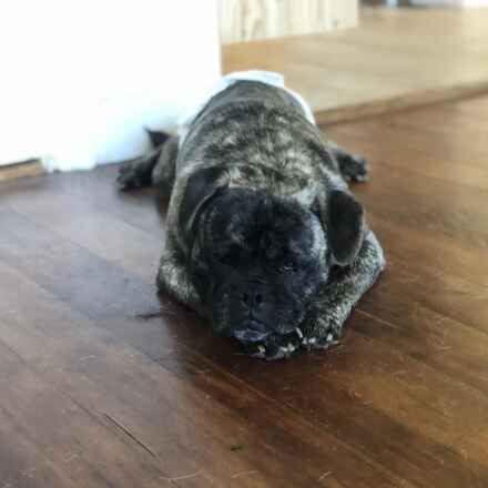 Wilbur