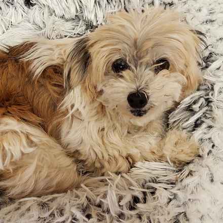 Mitzy