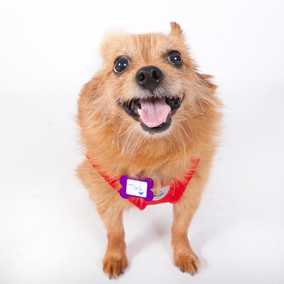 Tika